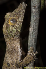 leaf-tailed gecko closeup